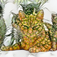 Illustration for article titled The amazing Pineapple Cats of Hawaii